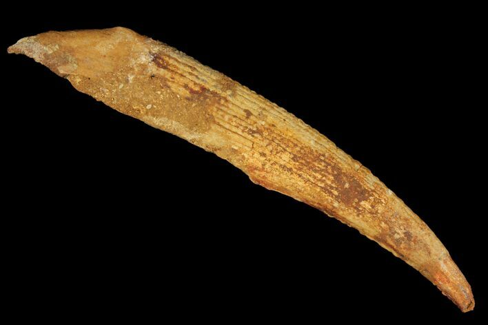 Fossil Shark (Hybodus) Dorsal Spine - Morocco #106523